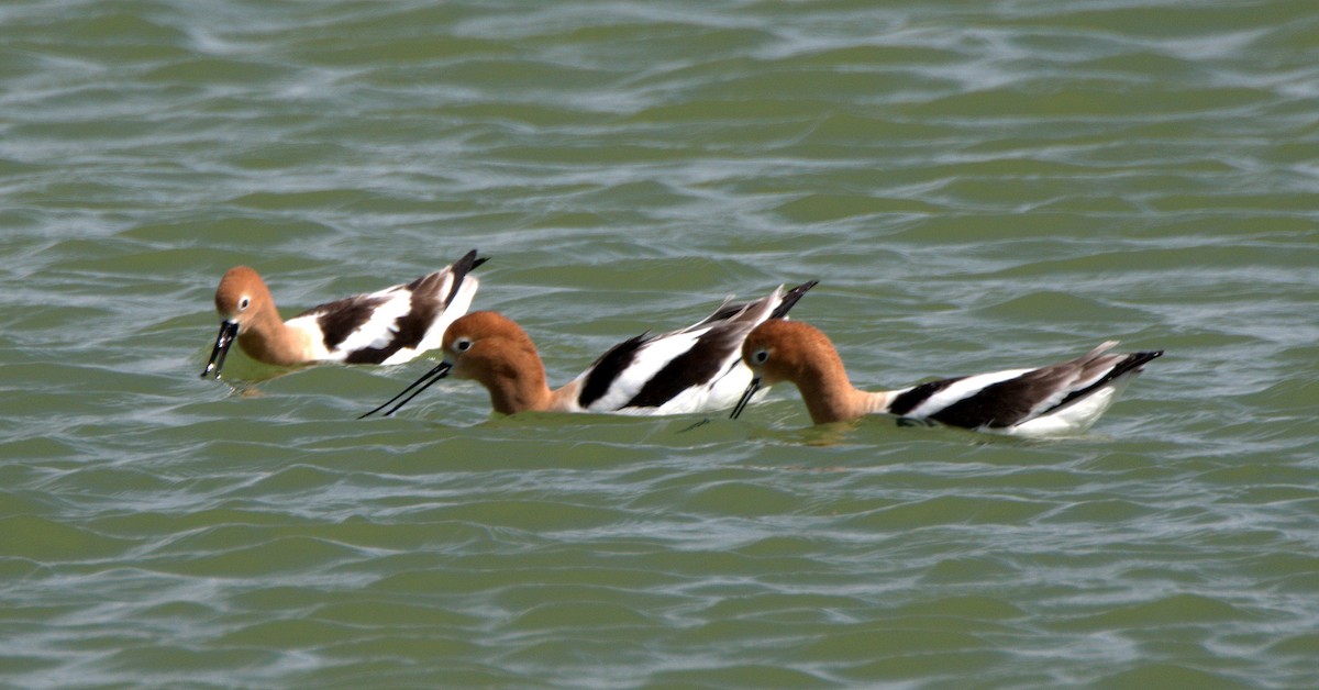 Avocette d'Amérique - ML614955993