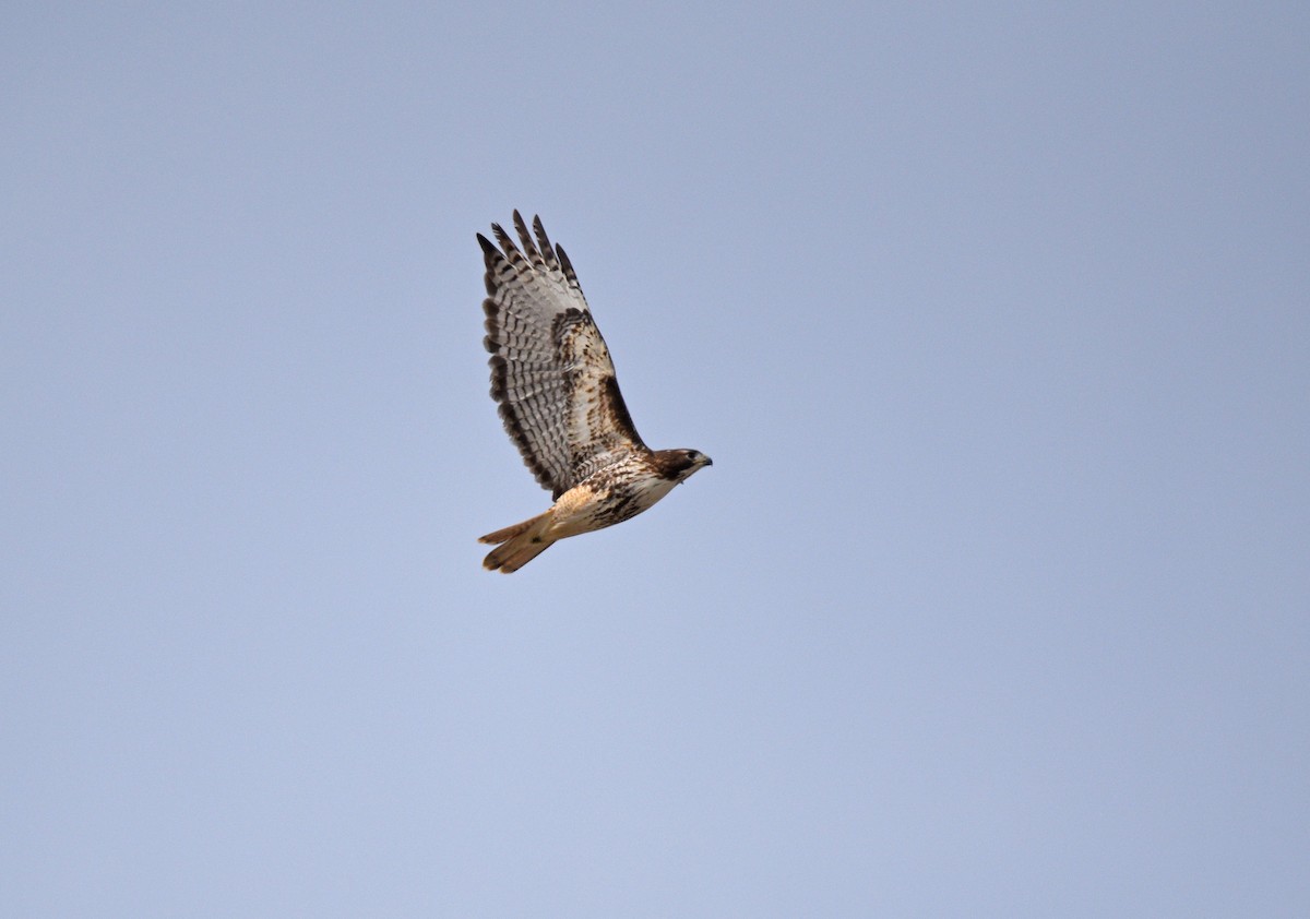 Red-tailed Hawk - ML614956015