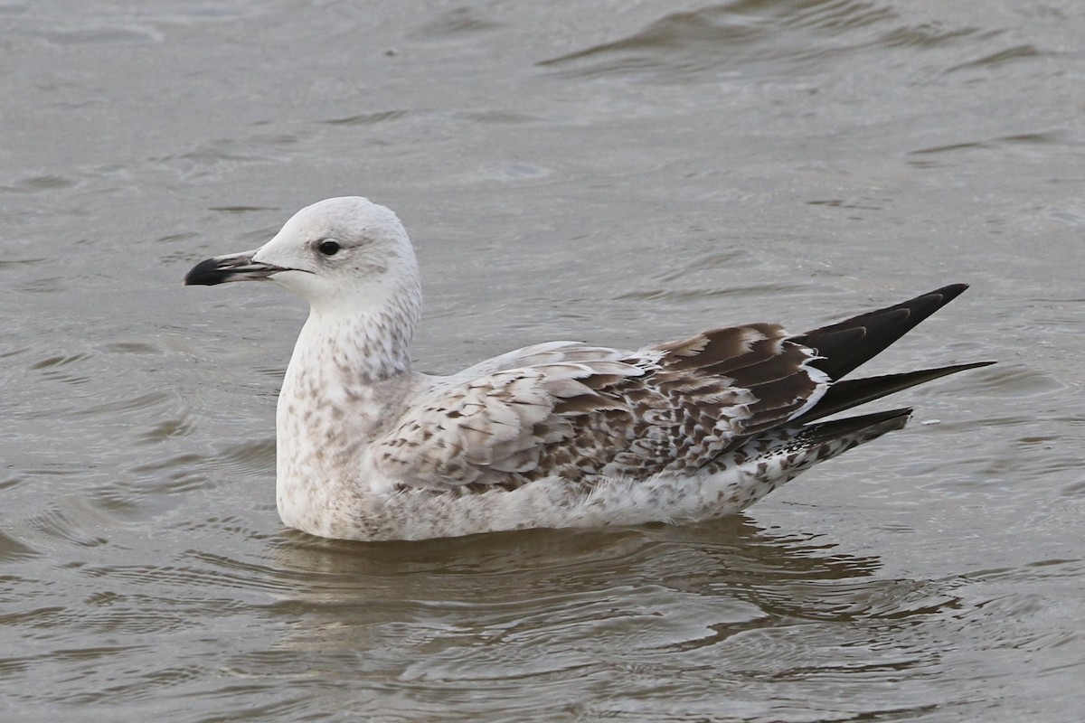 Caspian Gull - Richard Bonser