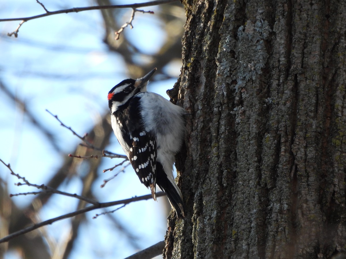 Downy Woodpecker - ML614956052