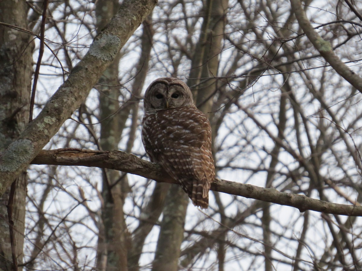 Barred Owl - ML614956226