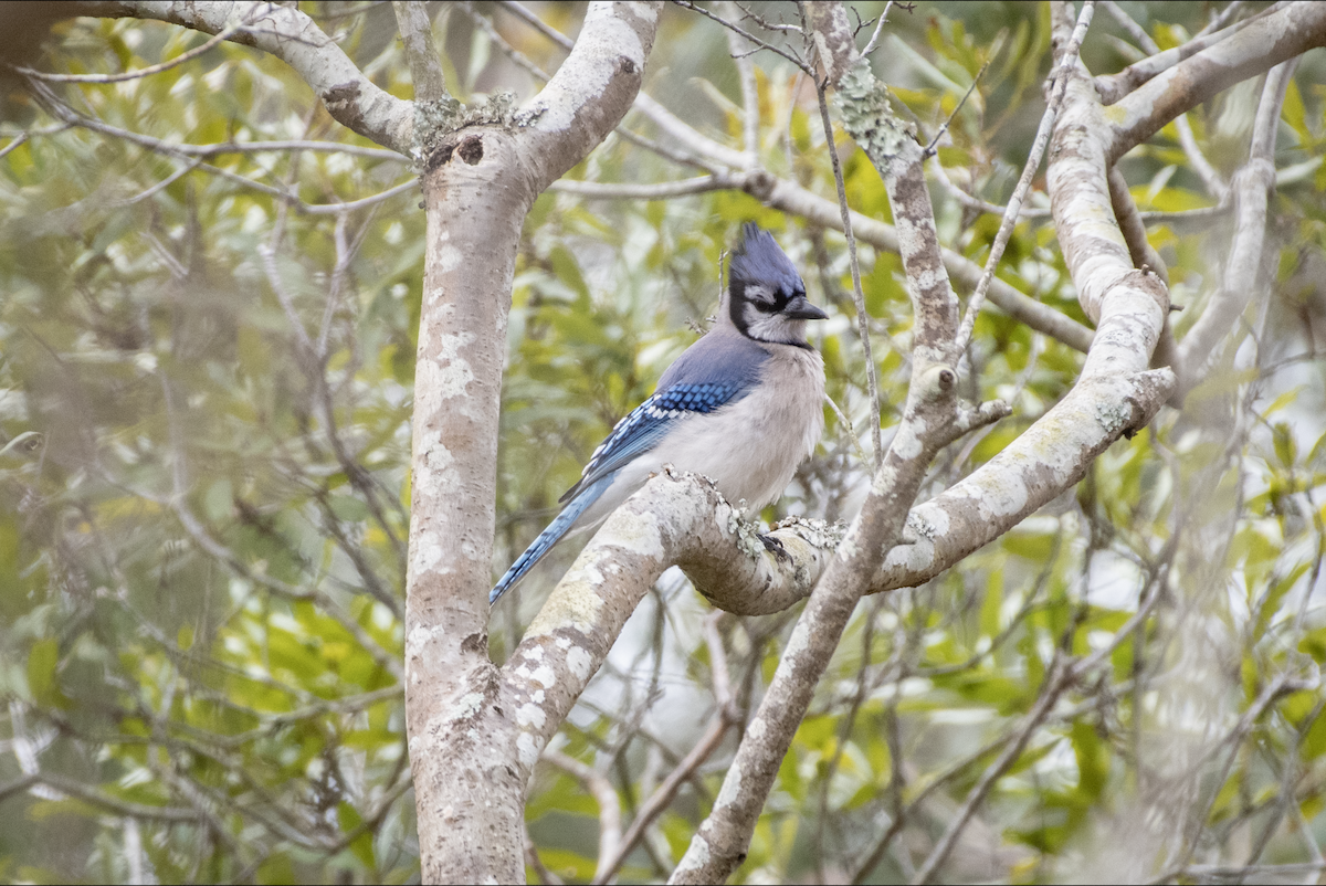 Blue Jay - ML614956227