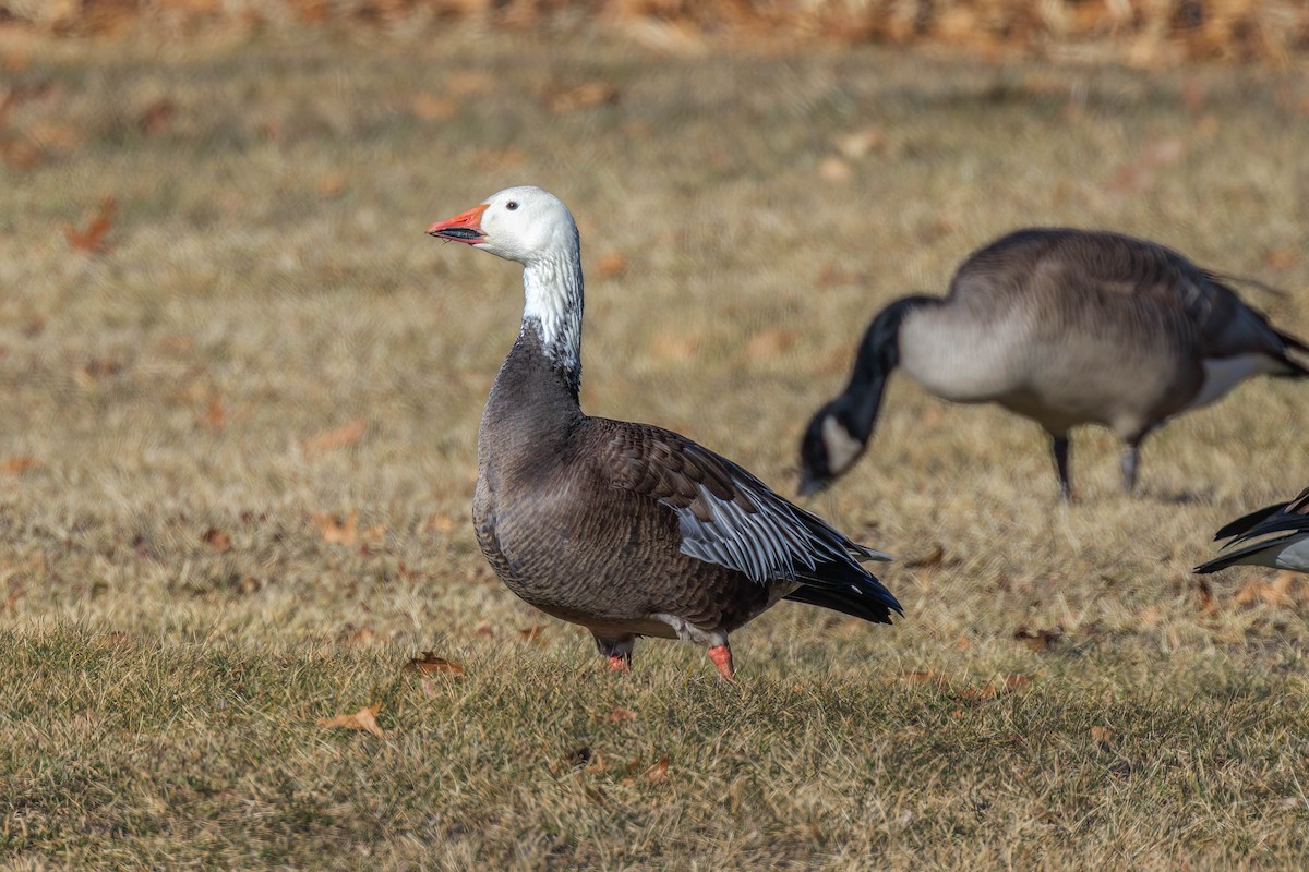 Snow Goose - ML614956250