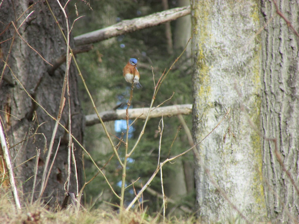 Eastern Bluebird - David Matevosian