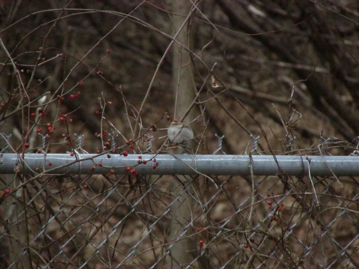 American Tree Sparrow - ML614956283