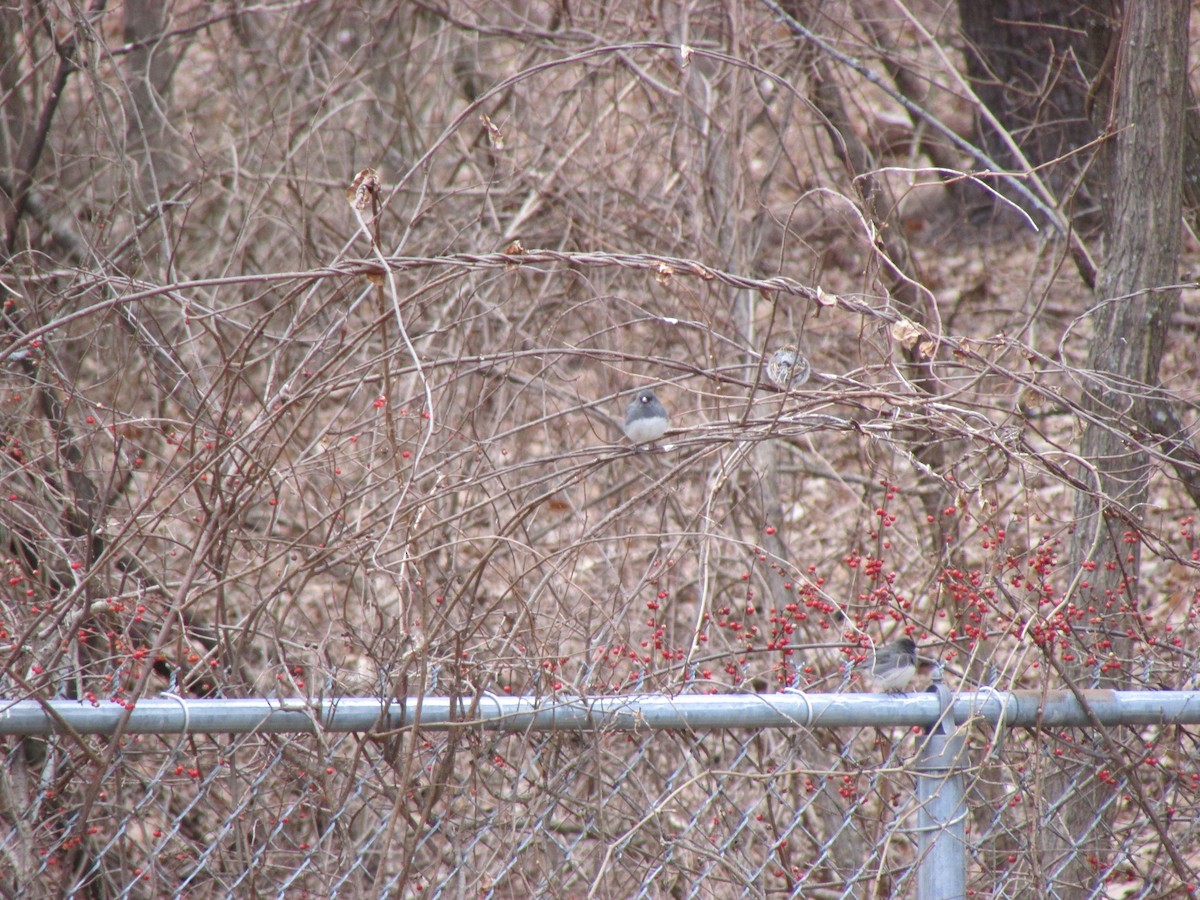 Junco Ojioscuro - ML614956285