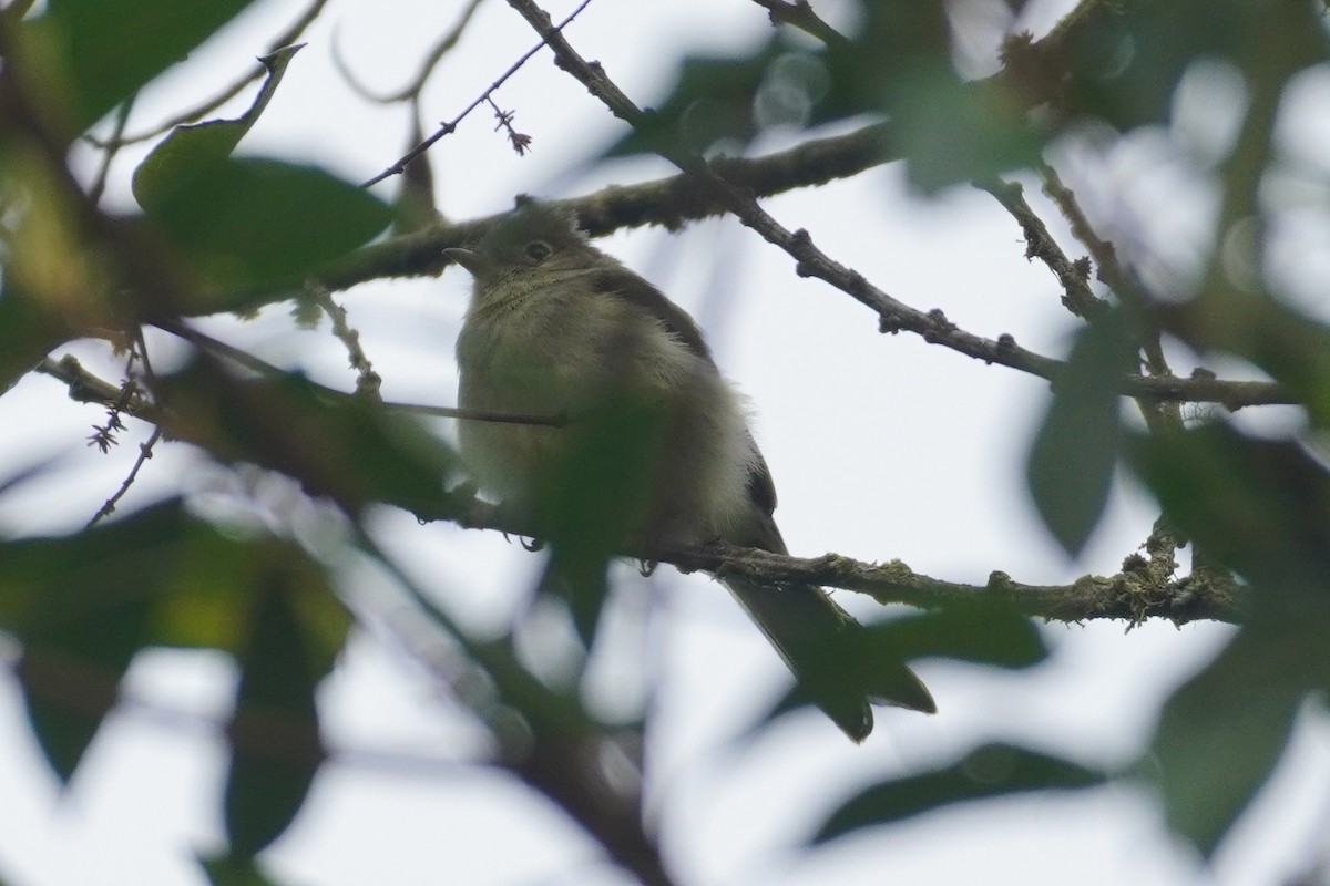 White-crested Elaenia - ML614956293