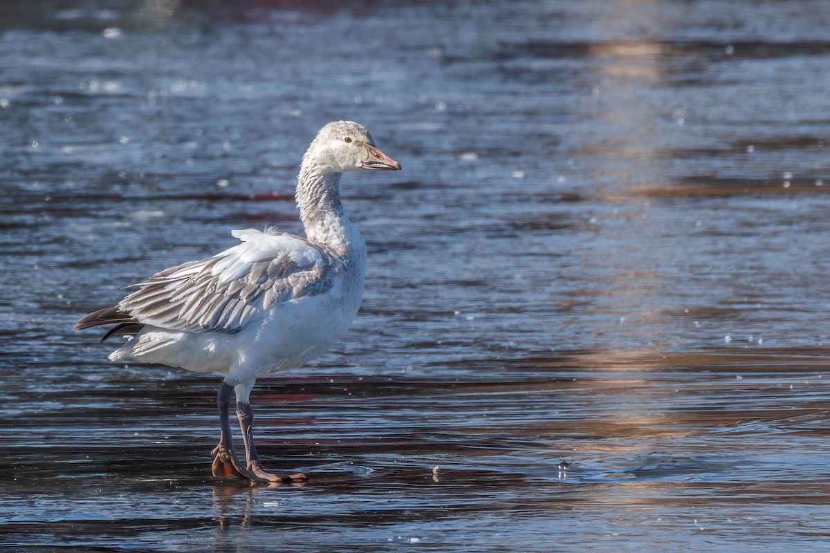 Oie des neiges - ML614956308