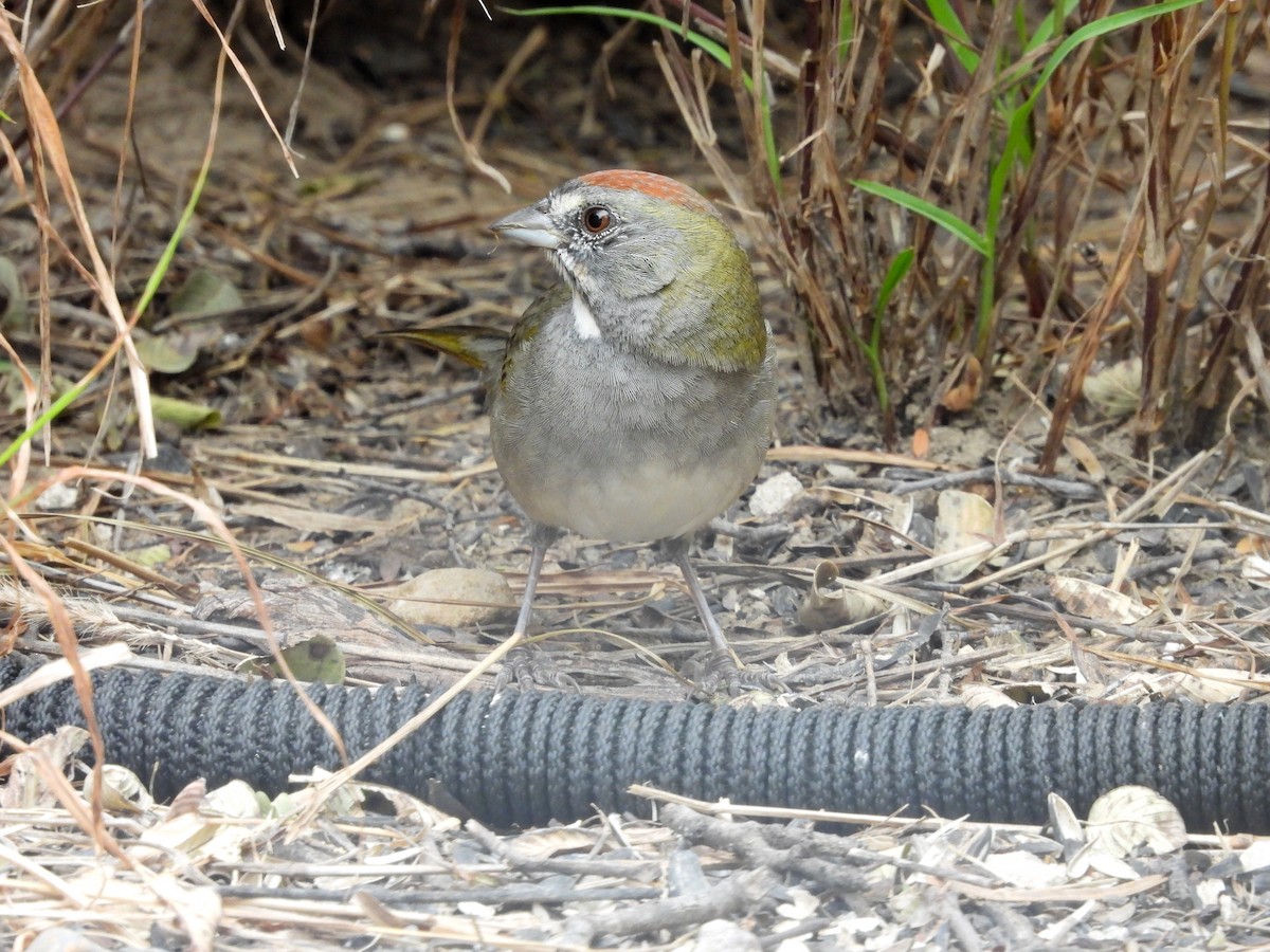 Green-tailed Towhee - ML614956312