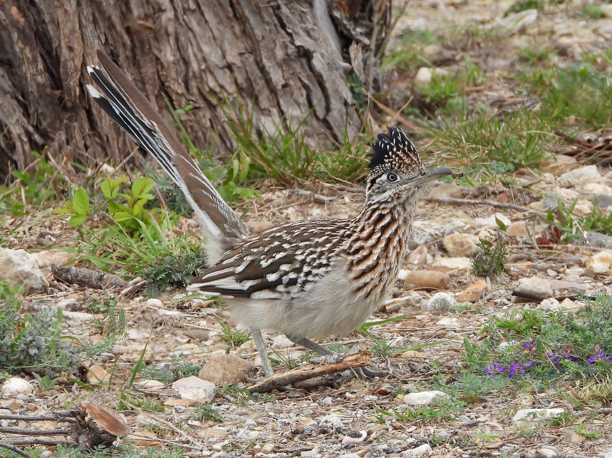 Greater Roadrunner - ML614956328