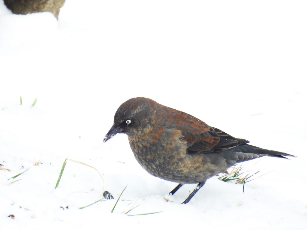 Rusty Blackbird - ML614956362