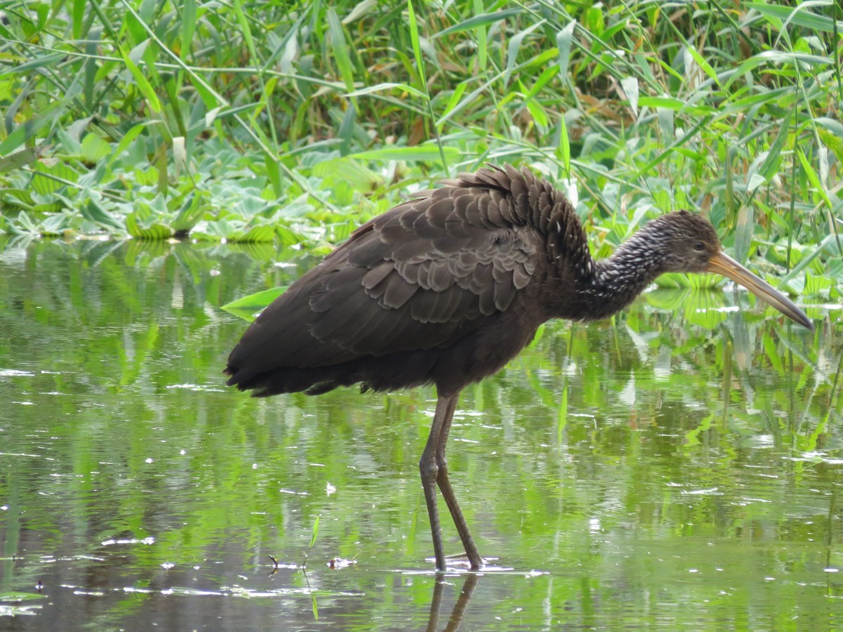 Limpkin - ML614956411