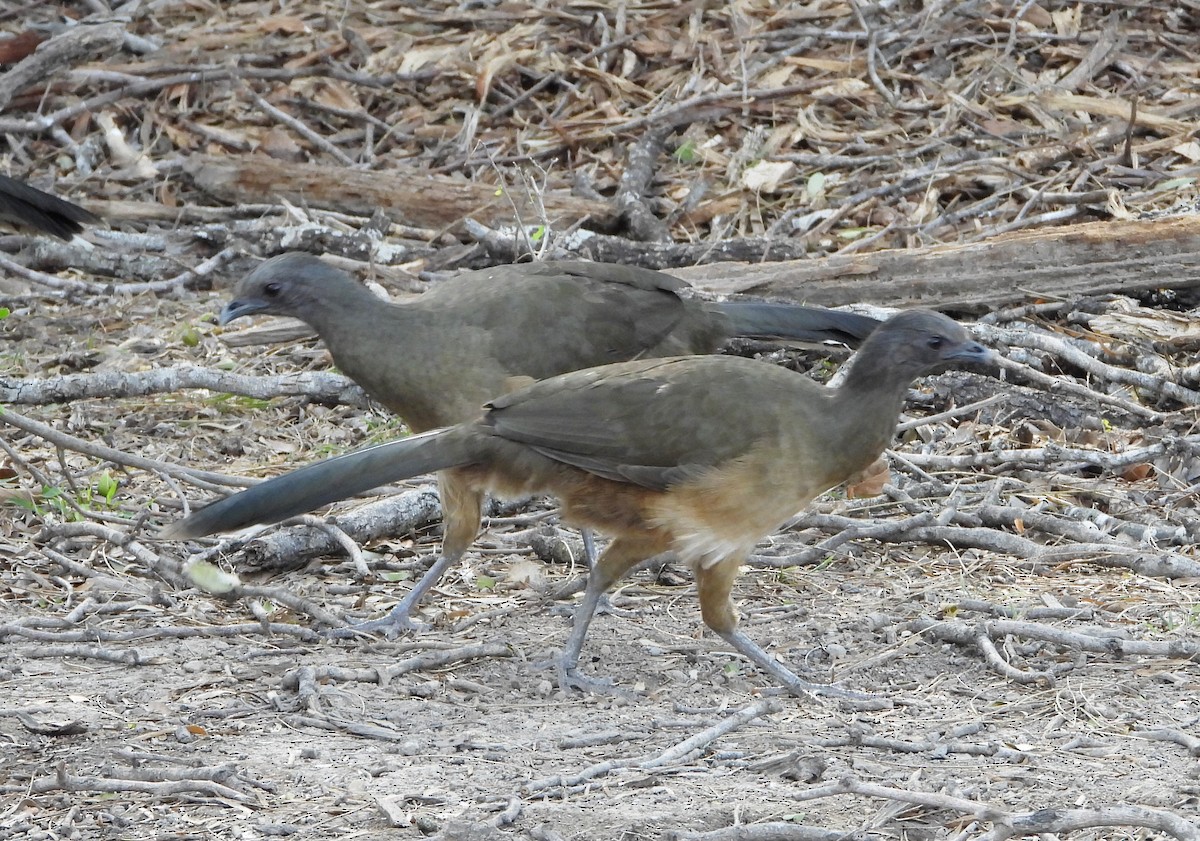 Plain Chachalaca - Marie Furnish