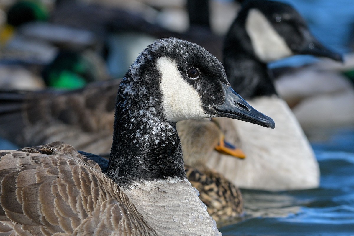 Canada Goose - Allan  Bigras