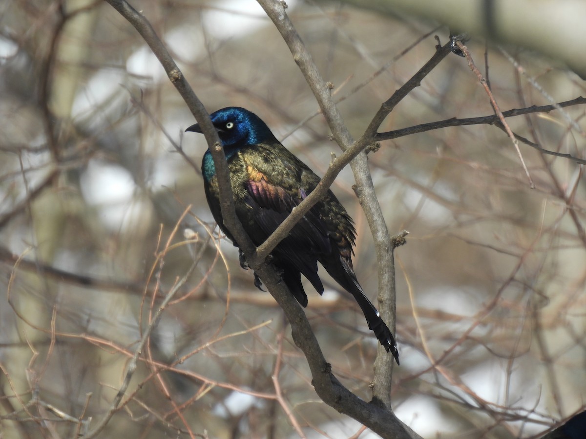 Common Grackle - ML614956442