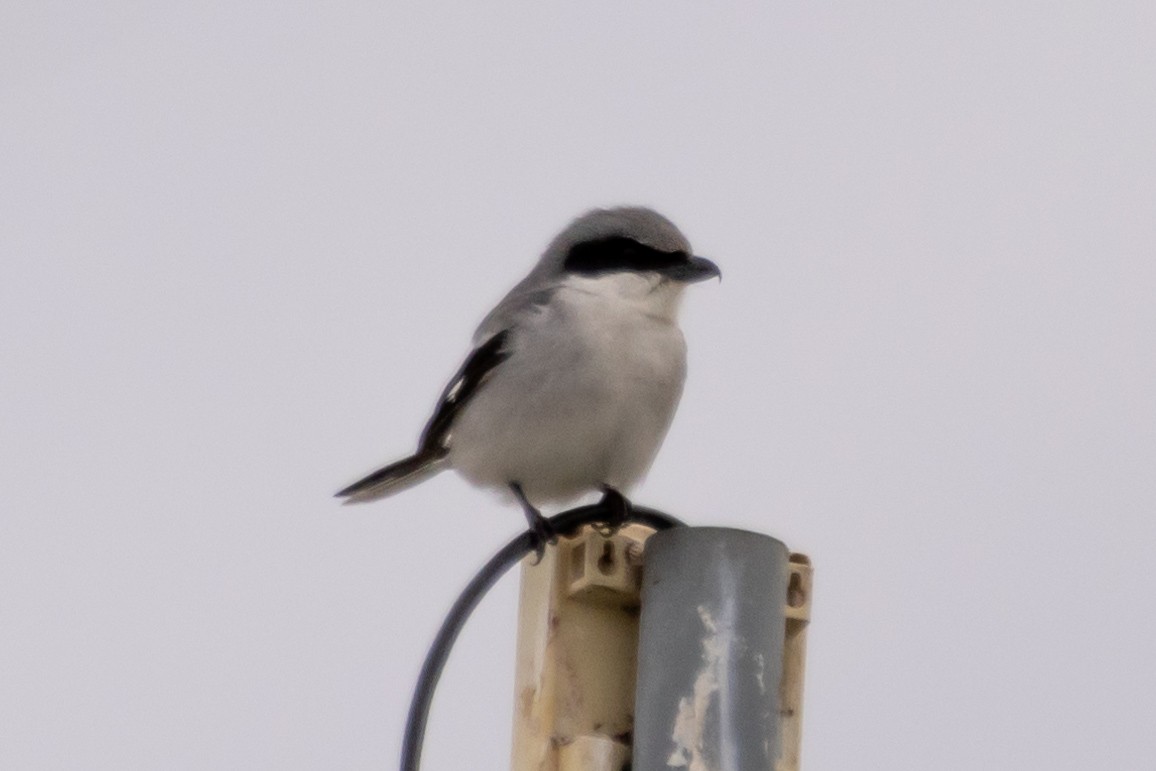 Loggerhead Shrike - ML614956448