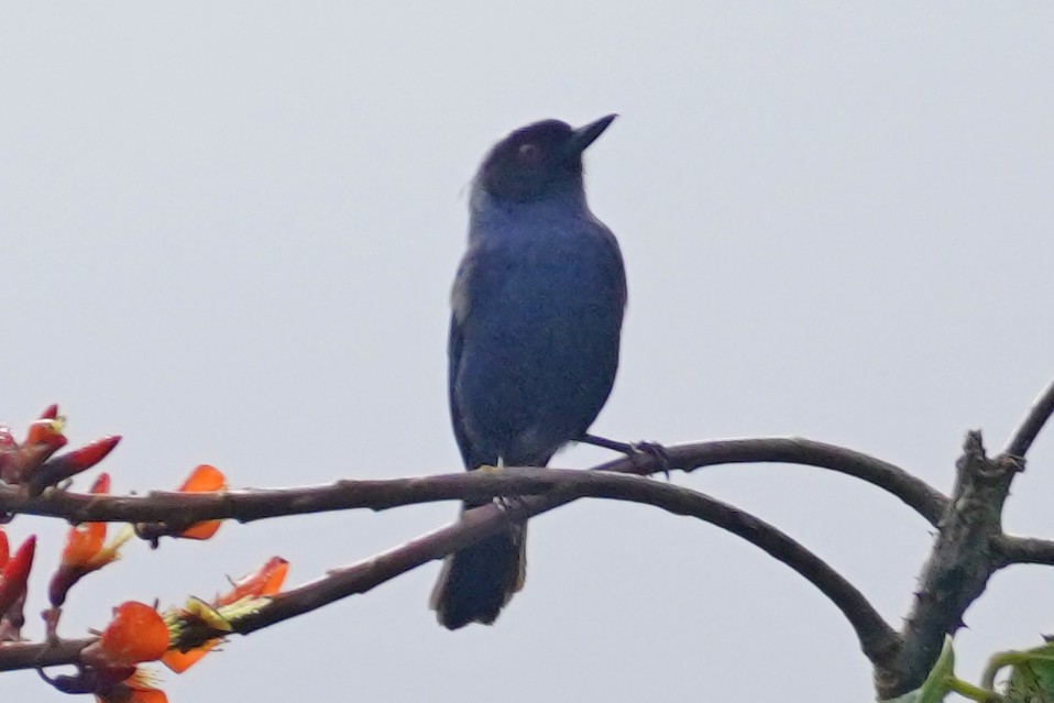 Masked Flowerpiercer - Emily Hjalmarson