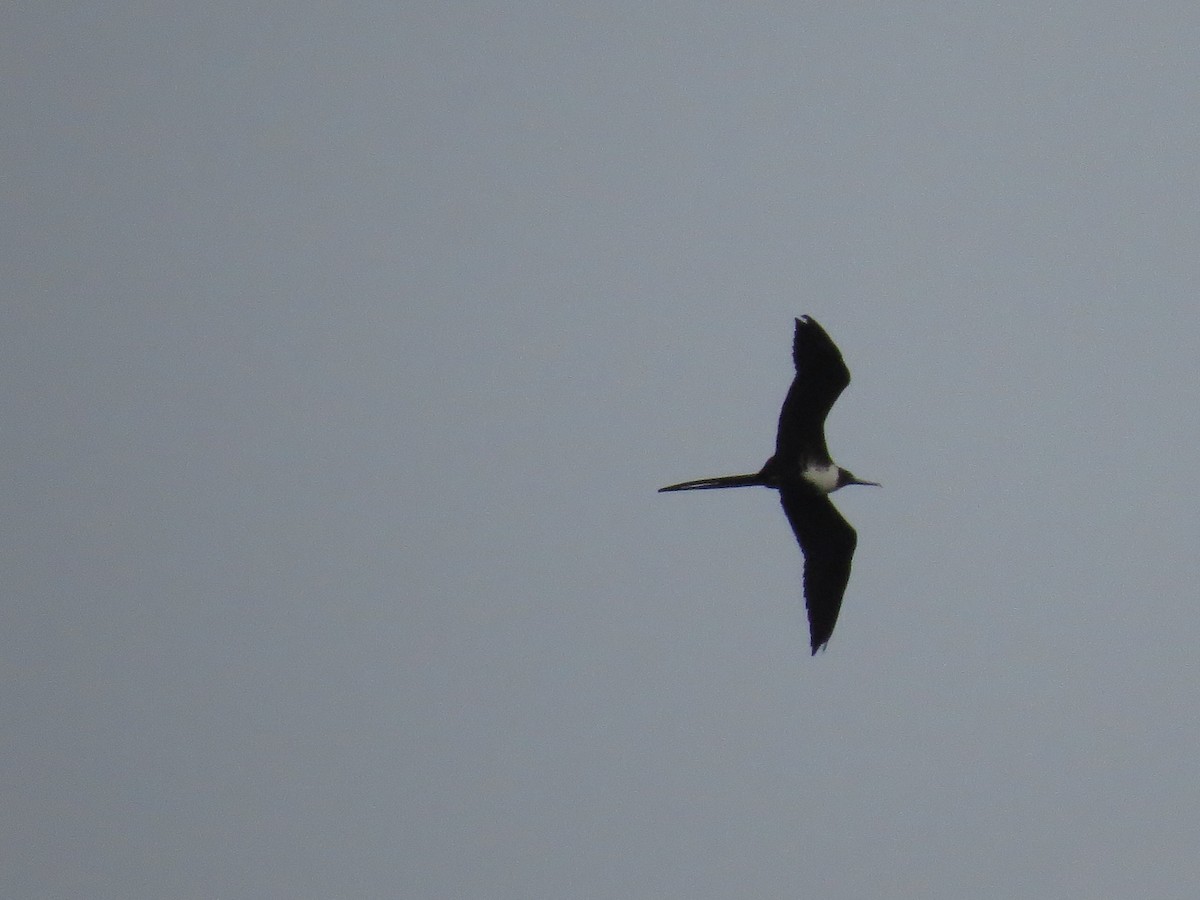 Magnificent Frigatebird - Sergio luiz Carniel