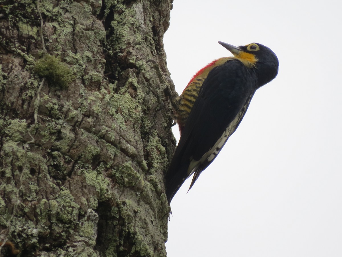 Yellow-fronted Woodpecker - ML614956488