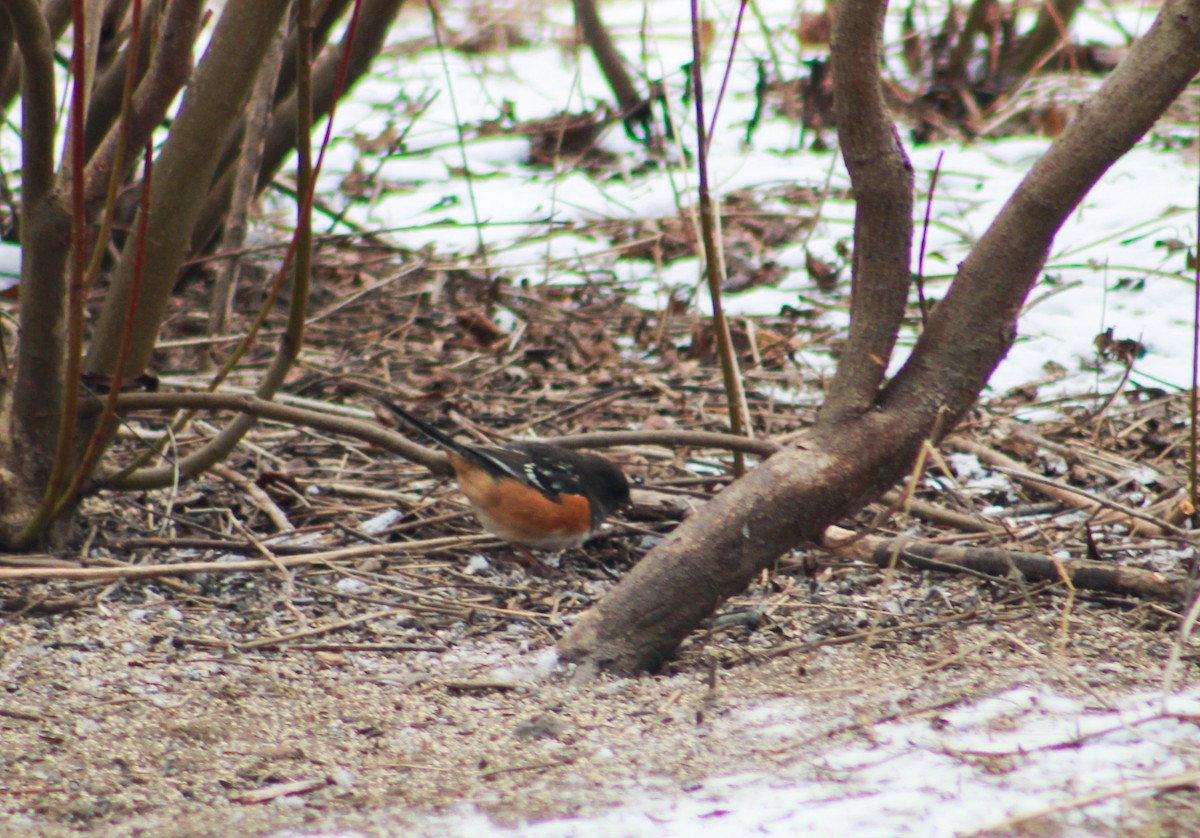 Spotted Towhee - ML614956568