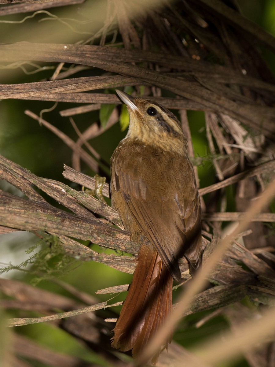 White-browed Foliage-gleaner - ML614956587