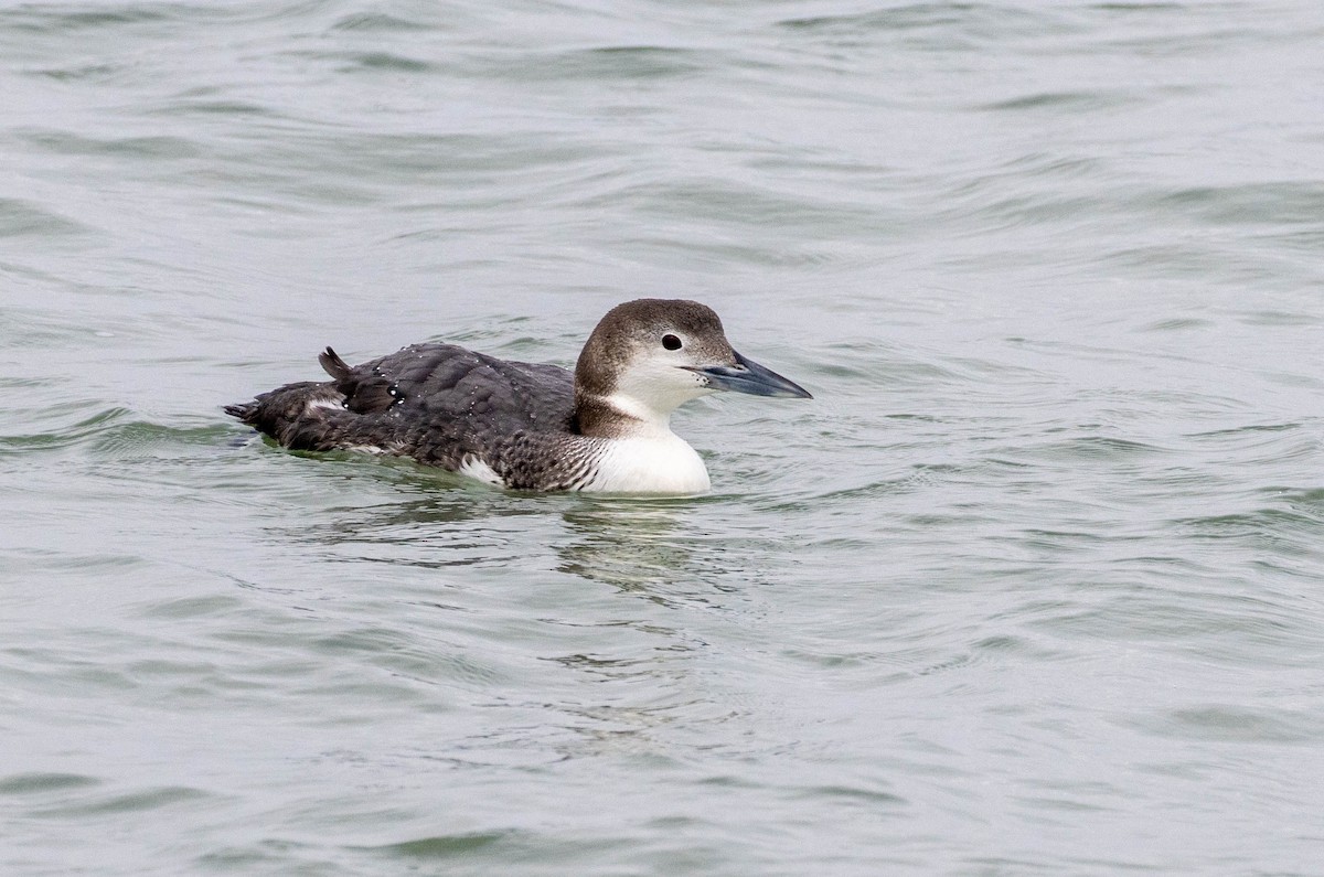 Common Loon - ML614956595