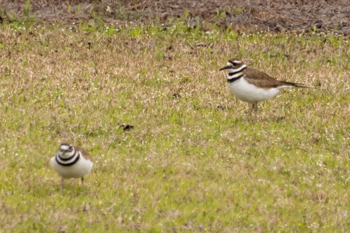 Killdeer - John Trent