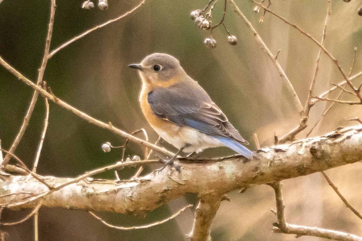 Eastern Bluebird - ML614956696