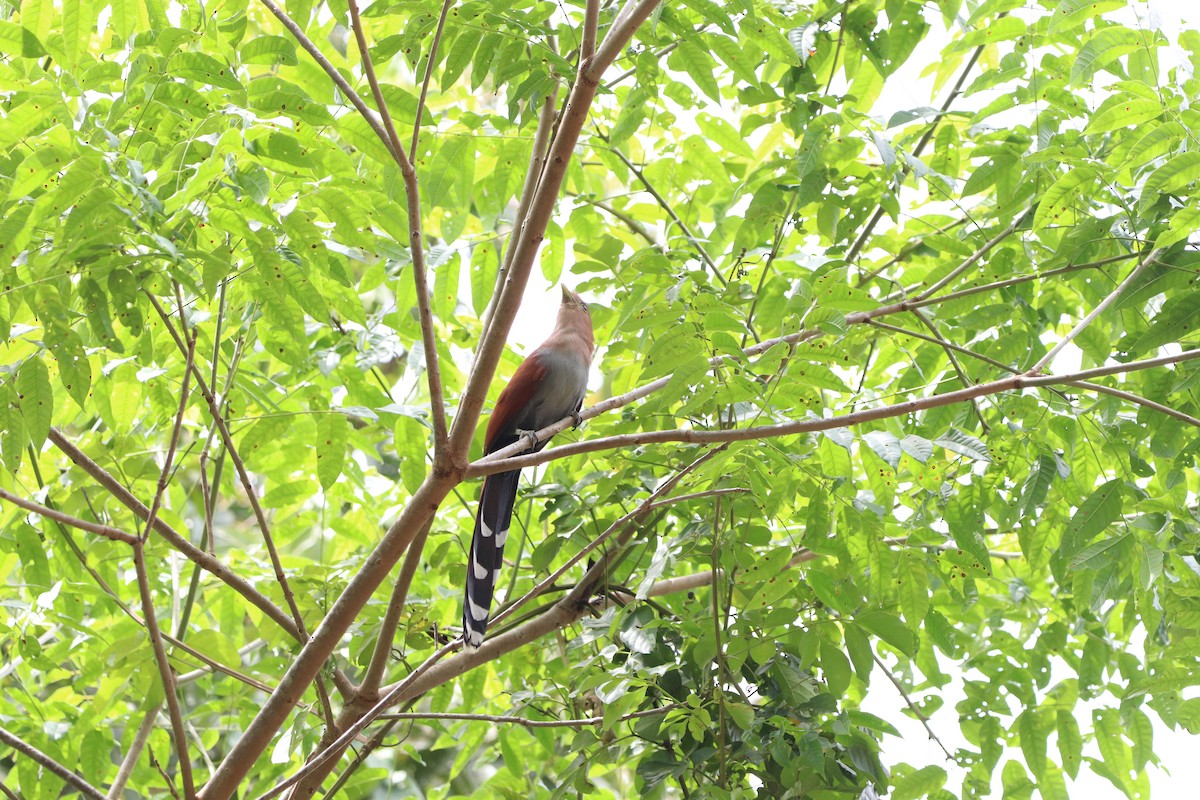 Squirrel Cuckoo - ML614956730