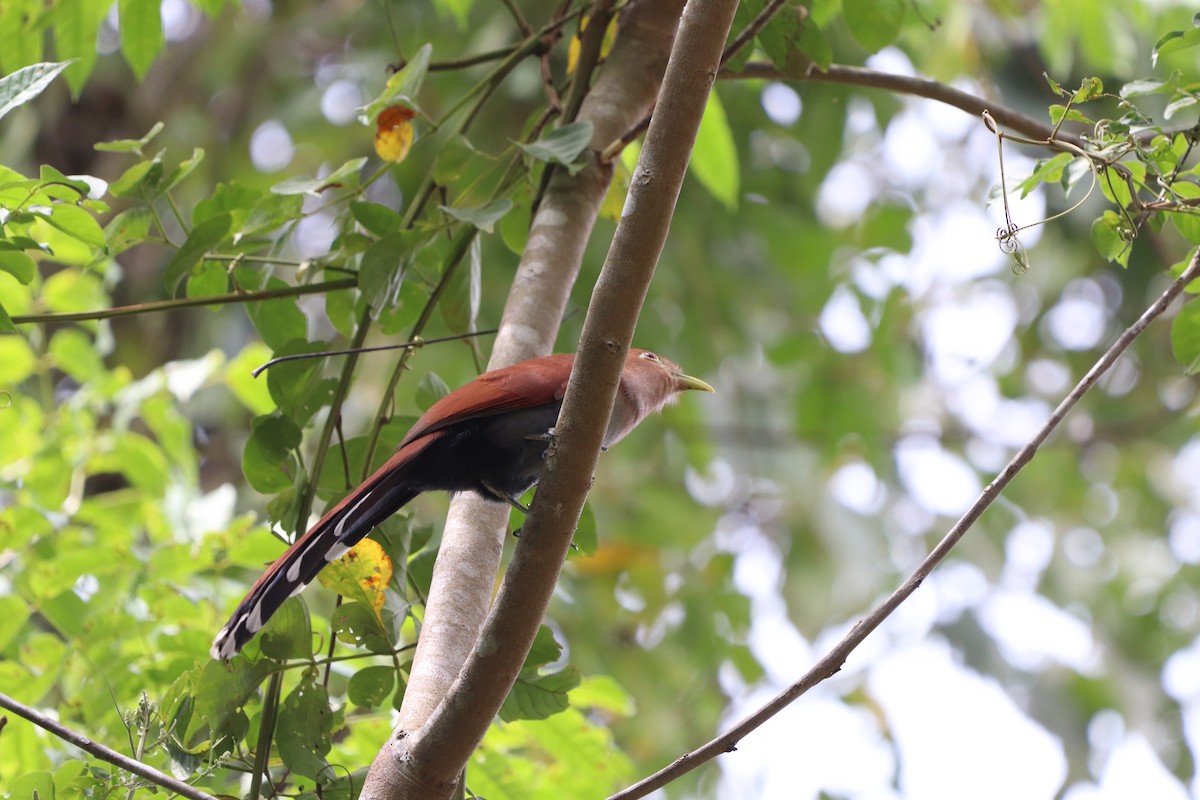 Squirrel Cuckoo - ML614956731