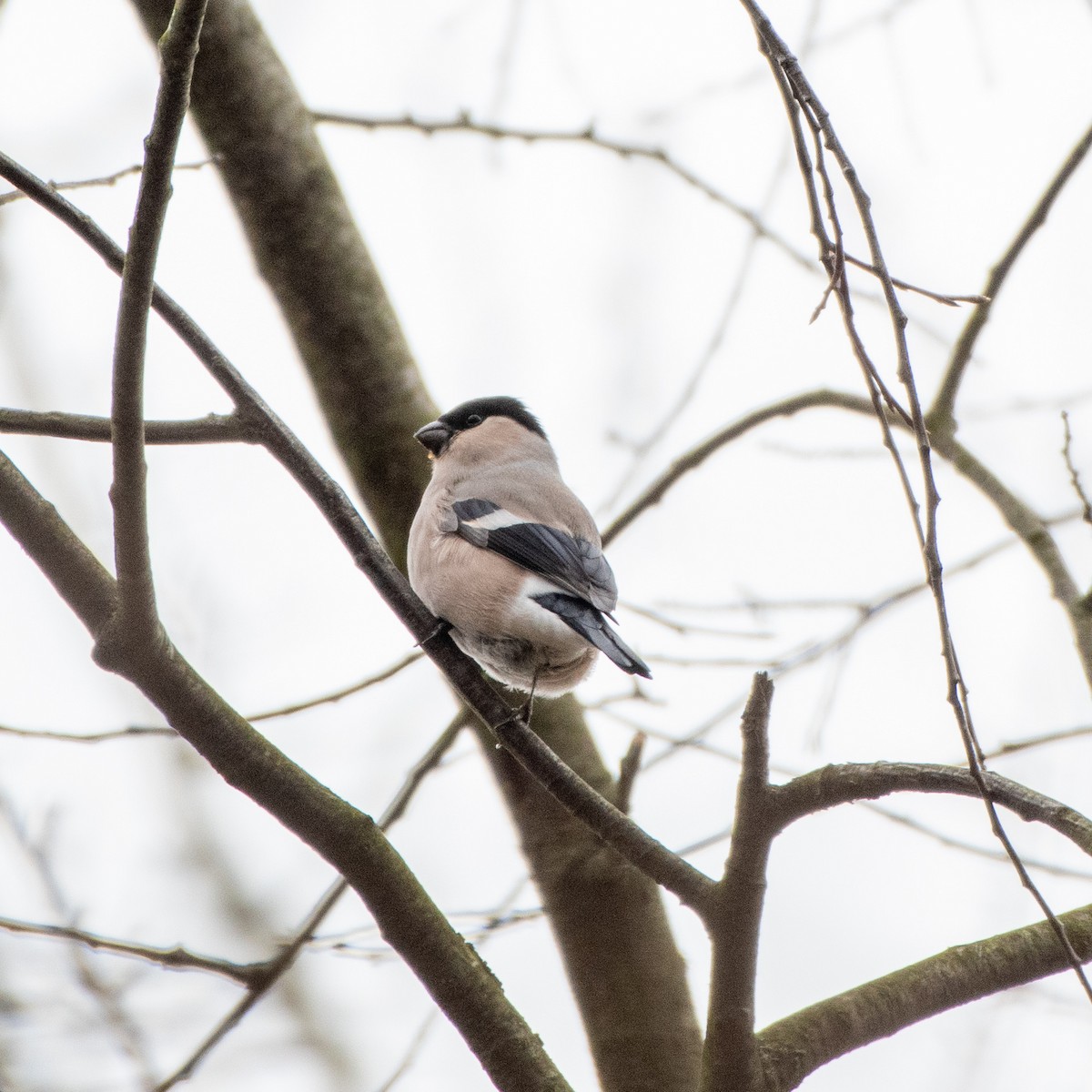 Eurasian Bullfinch - ML614956743