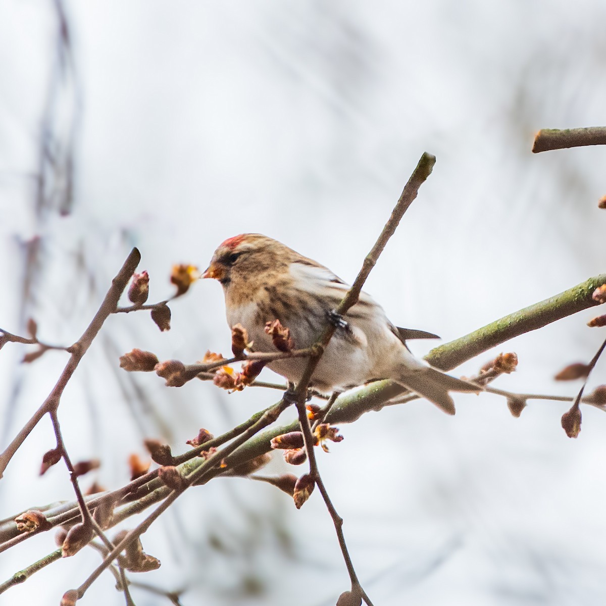 Common Redpoll - ML614956782