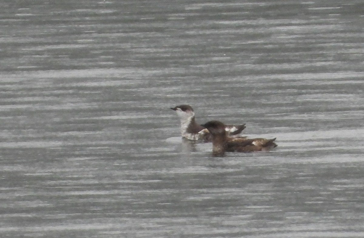 Marbled Murrelet - ML614956793