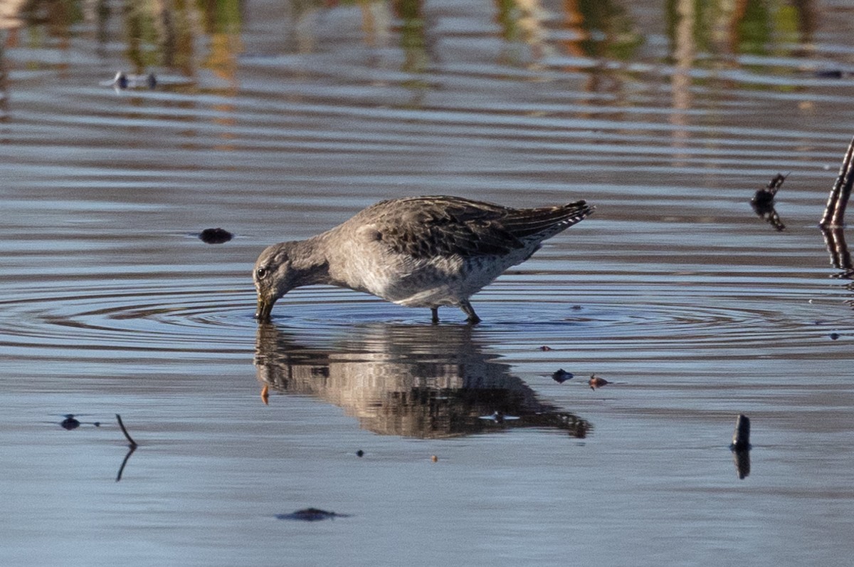 Long-billed Dowitcher - ML614956803