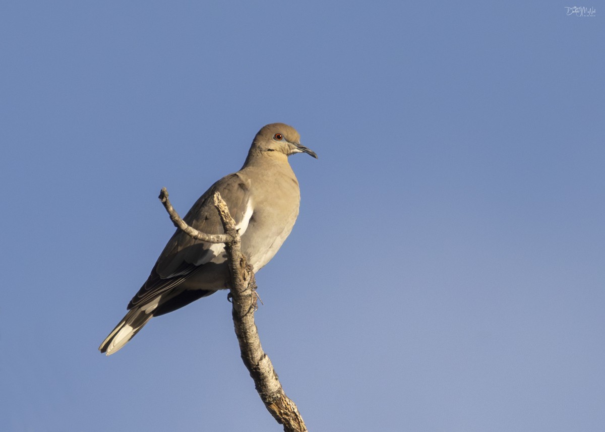 White-winged Dove - ML614956806