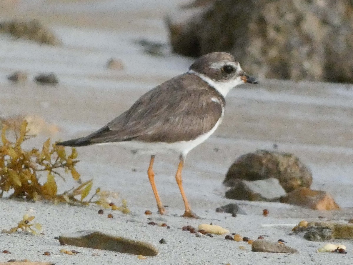 Semipalmated Plover - ML614956837