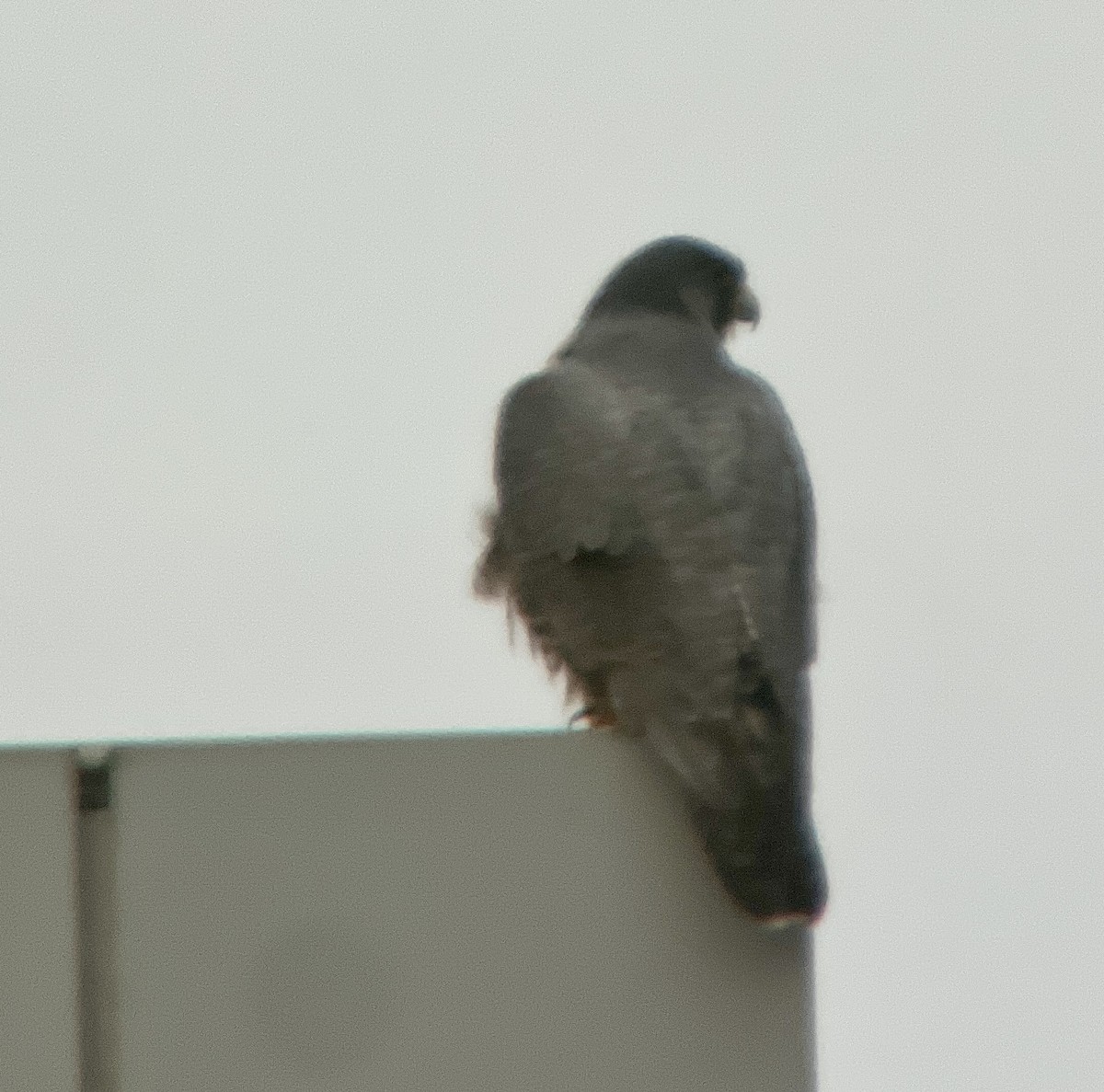 Peregrine Falcon - ML614956846