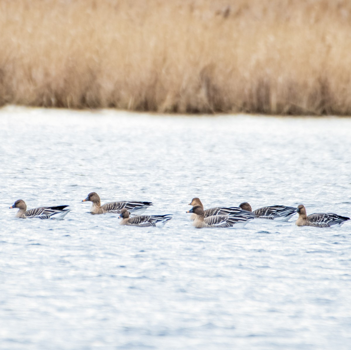 Tundra Bean-Goose - Shweta Patil