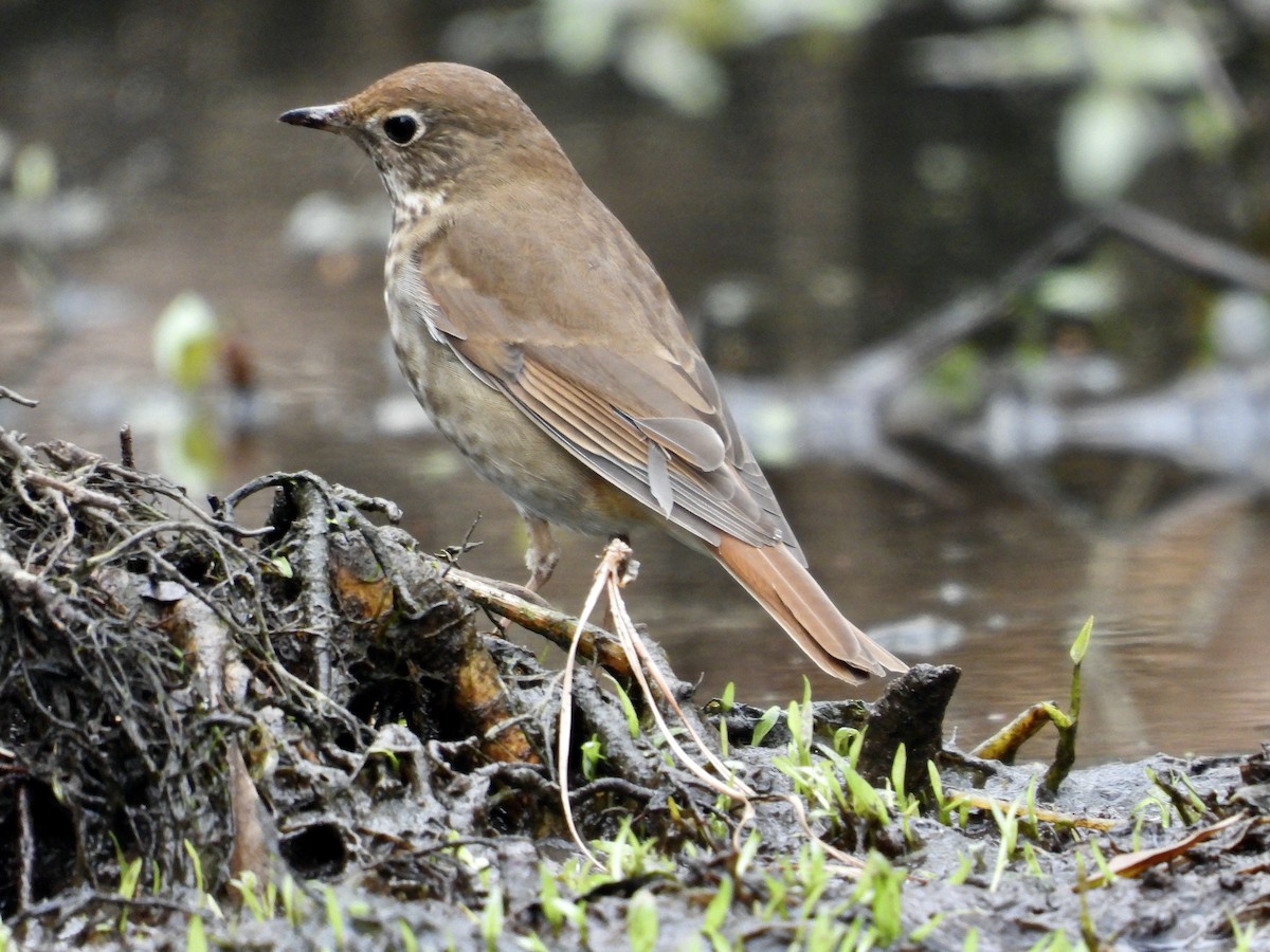 Hermit Thrush - Patty McQuillan