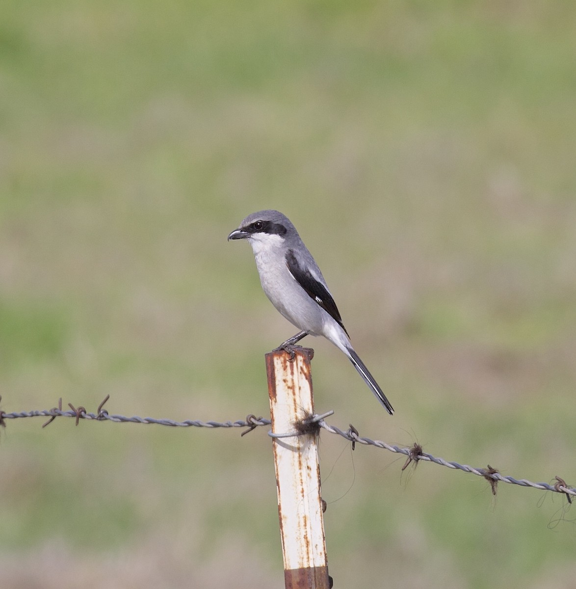 Loggerhead Shrike - ML614956895