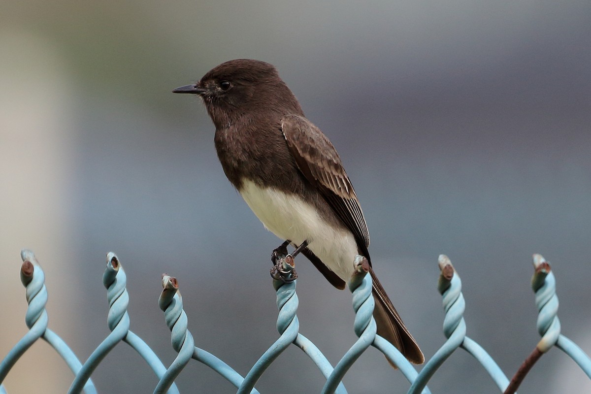 Black Phoebe - ML614956949