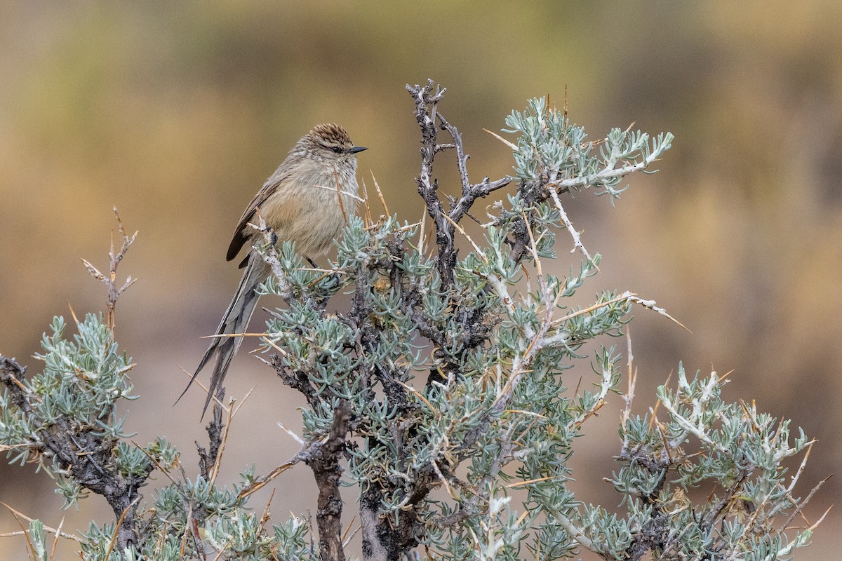 Plain-mantled Tit-Spinetail - ML614956973