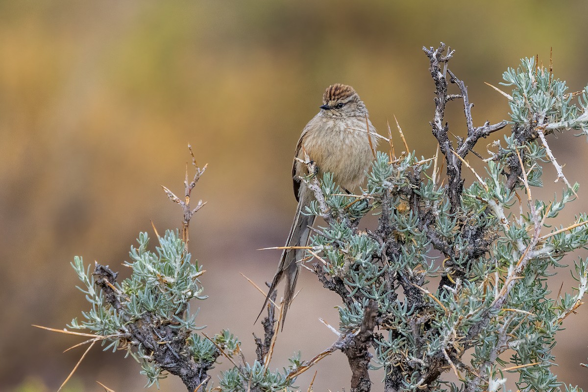 Plain-mantled Tit-Spinetail - ML614956975