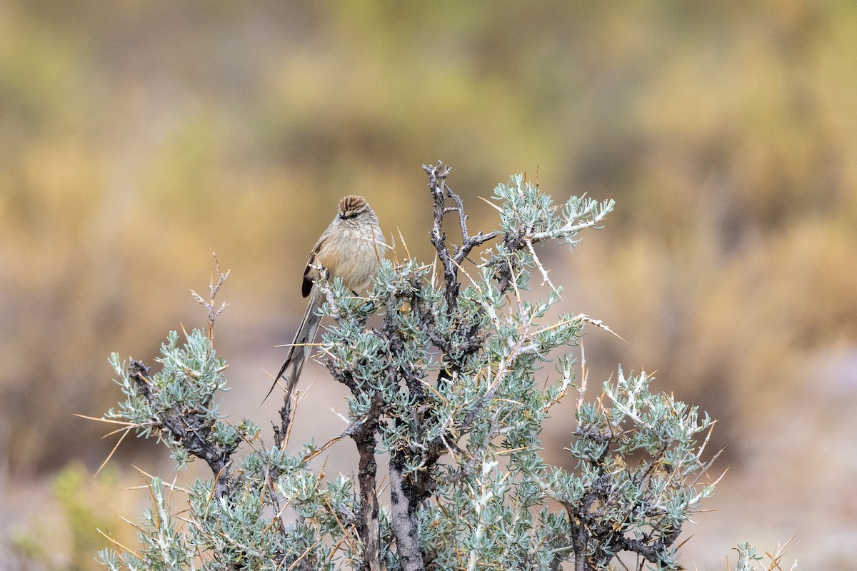 Plain-mantled Tit-Spinetail - ML614956976