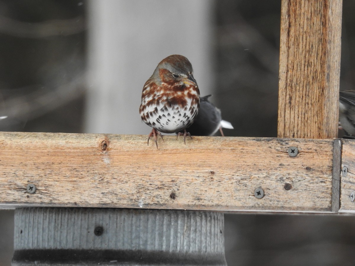 Fox Sparrow - ML614956995