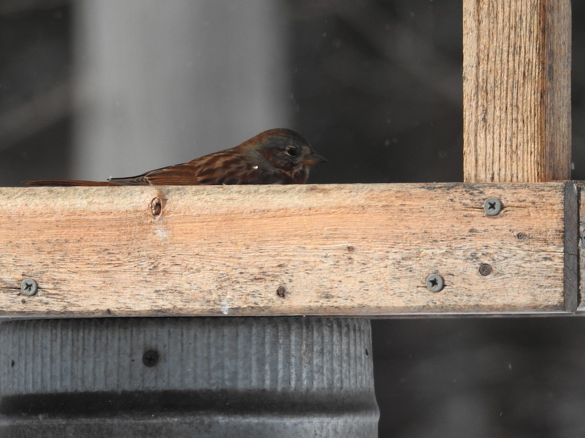 Fox Sparrow - ML614956996