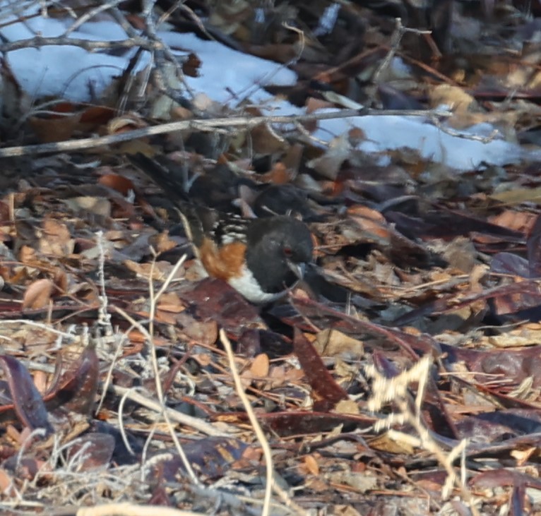 Spotted Towhee - David Cunningham