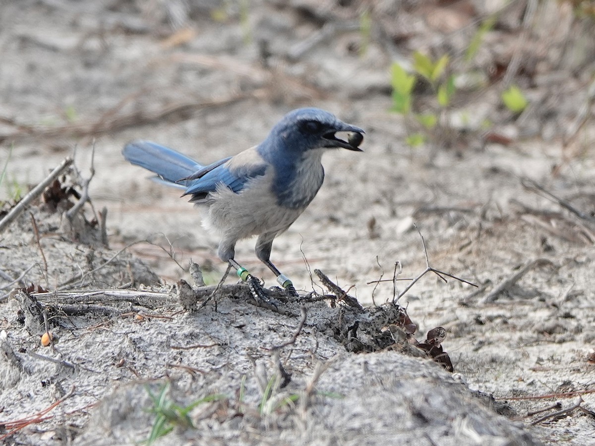 Florida Scrub-Jay - ML614957154