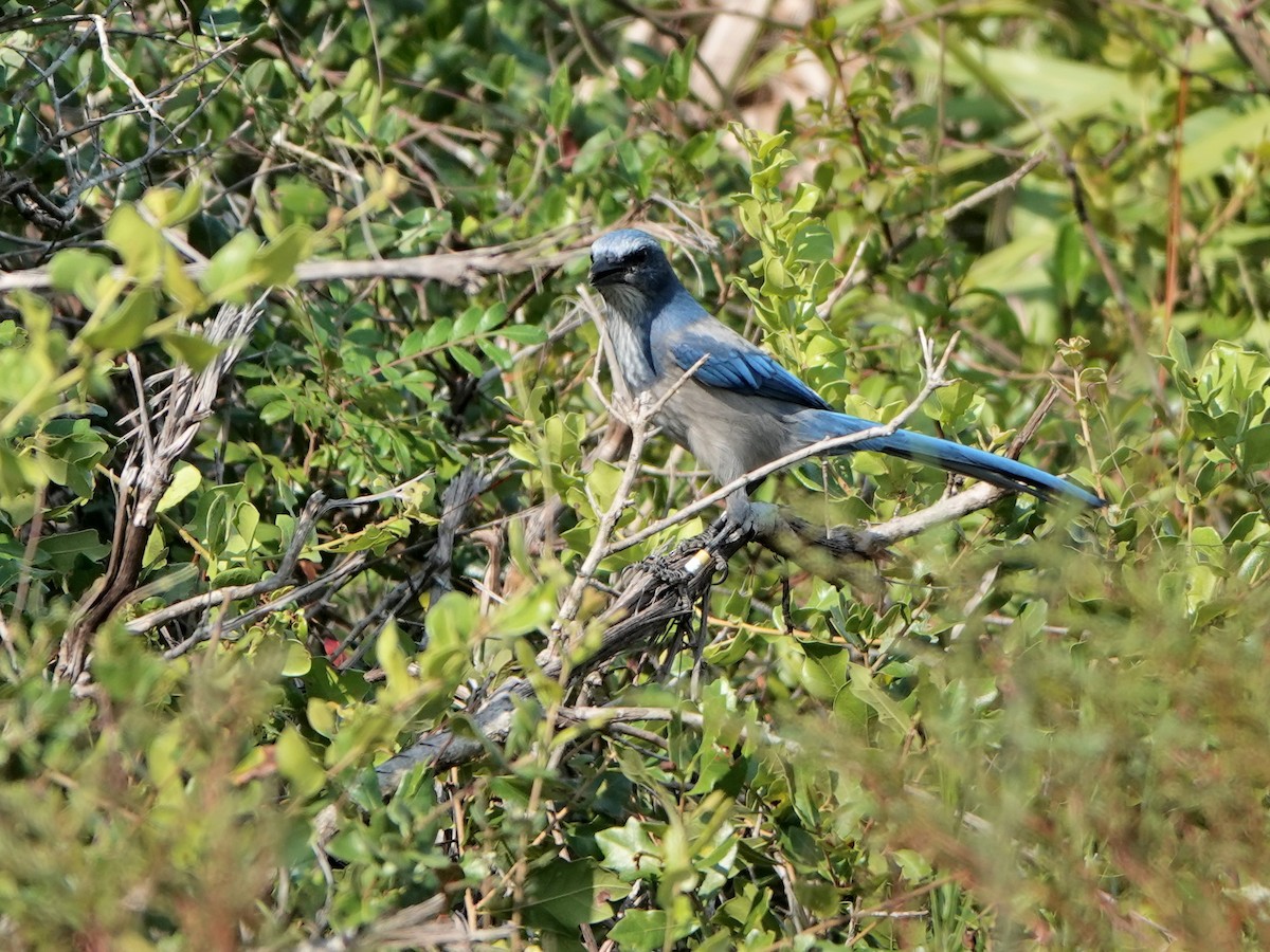 Florida Scrub-Jay - ML614957157