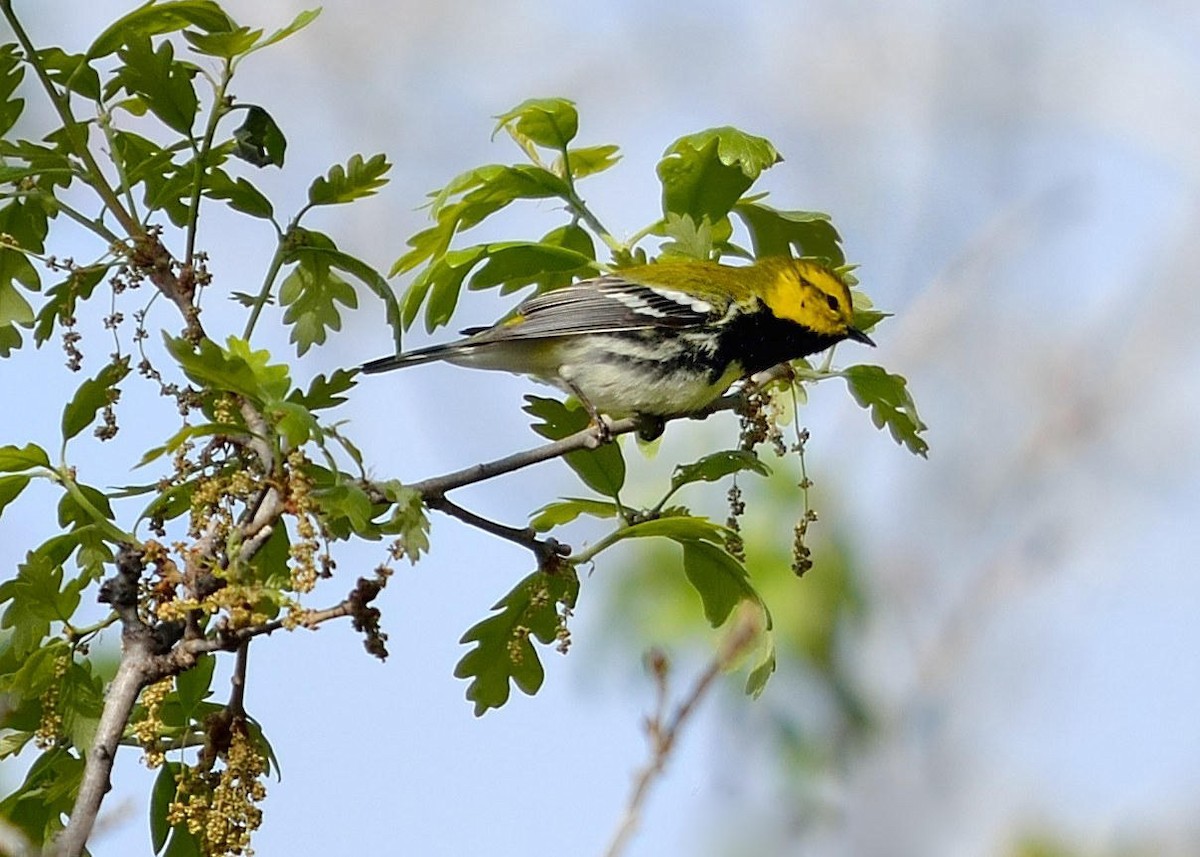 Black-throated Green Warbler - ML614957180